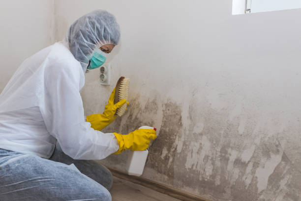 Best Professional Mold Removal  in Ancient Oaks, PA