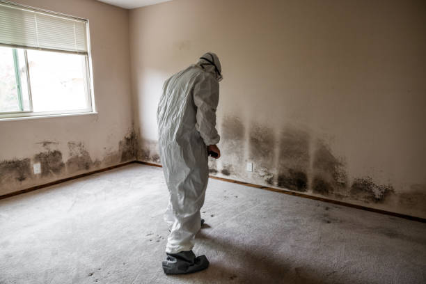 Attic Mold Removal in Ancient Oaks, PA